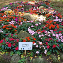 Impatiens Clockwork - Lançamento 2019 20190914_111408