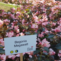 Begônia Megawatt - Lançamento 2019 20190914_112835